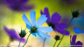 鲜花图片