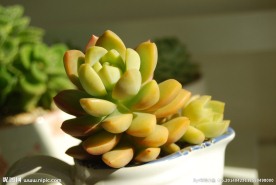 多肉植物 黄丽