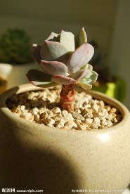 多肉植物 红粉台阁