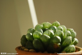 多肉植物 玉露