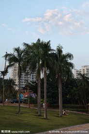 海南风情