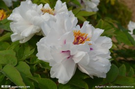 菏泽牡丹