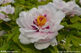 菏泽牡丹