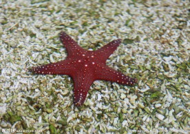 海星