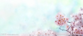 梅花 腊梅