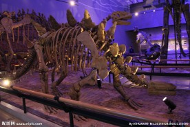 恐龙骨 恐龙化石