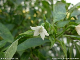 辣椒花