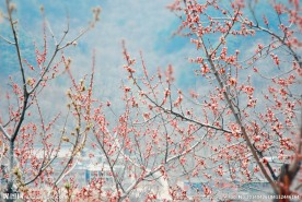 桃花深处