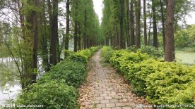 杉堤