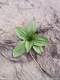 野菜