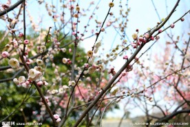 梅花盛开