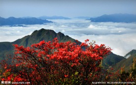 山花烂漫
