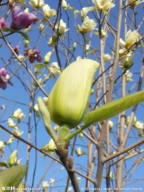 白色玉兰花