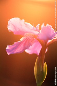 鸢尾花