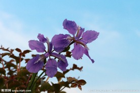 鸢尾花