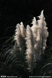 芦花