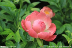 芍药