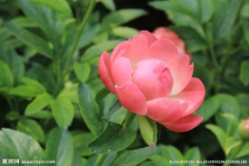 芍药