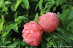 芍药