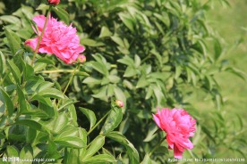 芍药