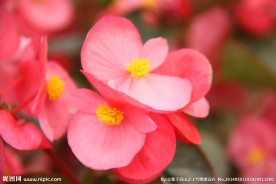 花儿