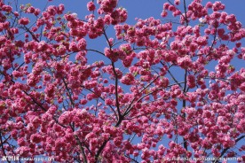 云南樱花
