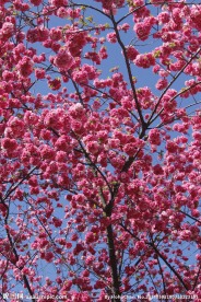云南樱花