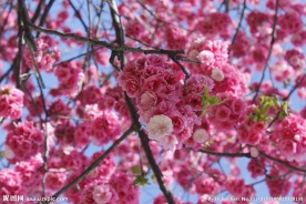 云南樱花