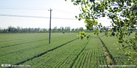 麦田