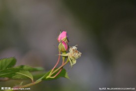花蕾