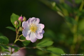 蔷薇花