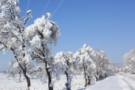 塞北的雪