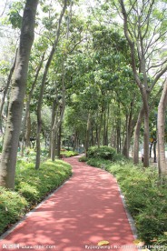 林间小道