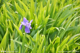鸢尾花