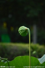 莲蓬