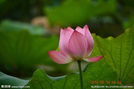 夏荷