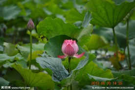 夏荷