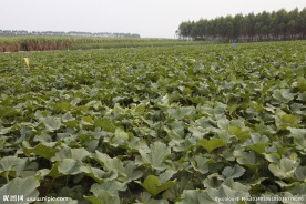 小甜瓜种植基地