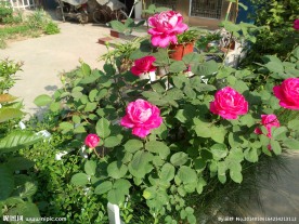 月季花摄影