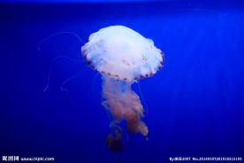 水母