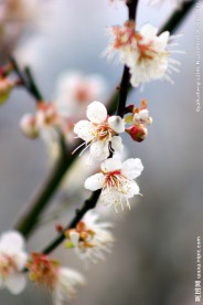 梅花香自苦寒来