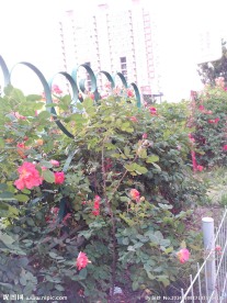 月季花摄影