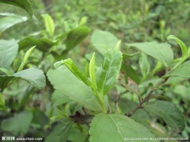 春茶新茶茶叶