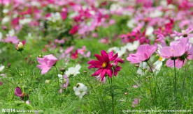 格桑花