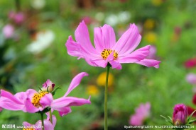 格桑花
