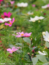 格桑花