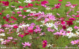格桑花
