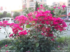 月季花摄影