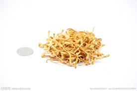 虫草花 虫草 冬虫夏