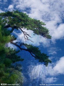 庐山迎客松